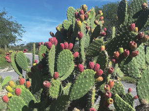 Weather or Whether: And so it Goes