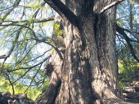 Patricia Schneider Journeys: The Water Elder Tree Of Mexico's Heart In San Miguel De Allende