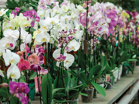 Blooming Beauty: Get Ready for the San Miguel de Allende Orchid Market!