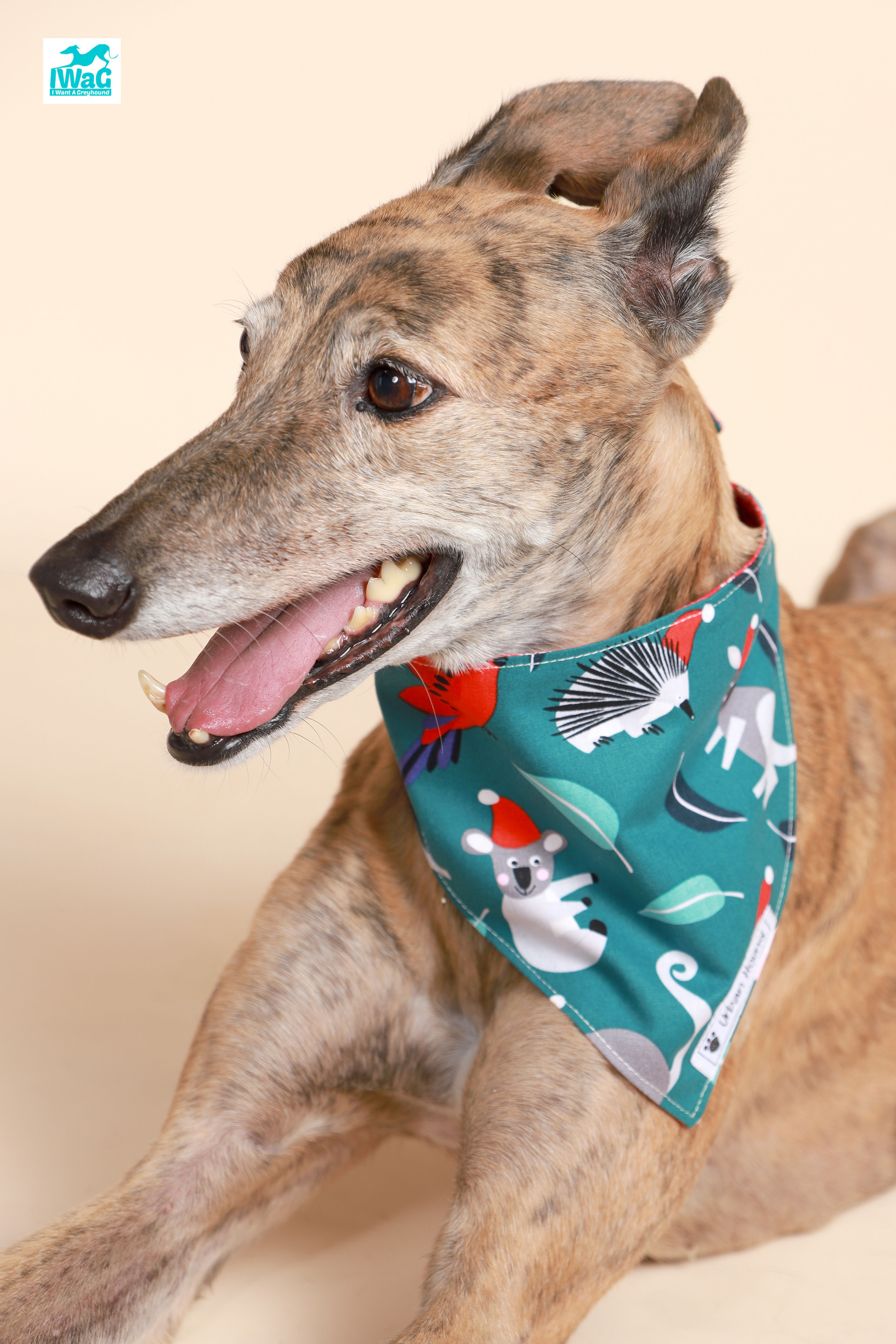 Urban Hound - Native Aussie Mammals on Green Bandana