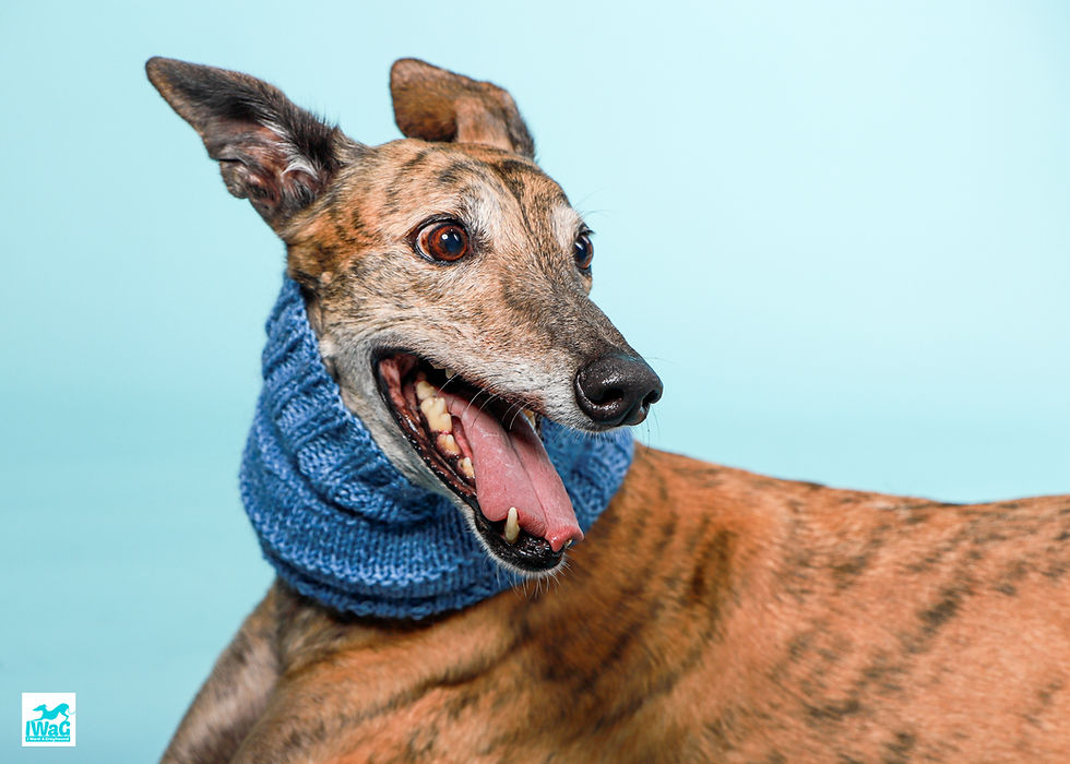 Blue Knitted or Crocheted Snood - Various Designs