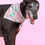Thumbnail: Urban Hound - blue florals pink bandana