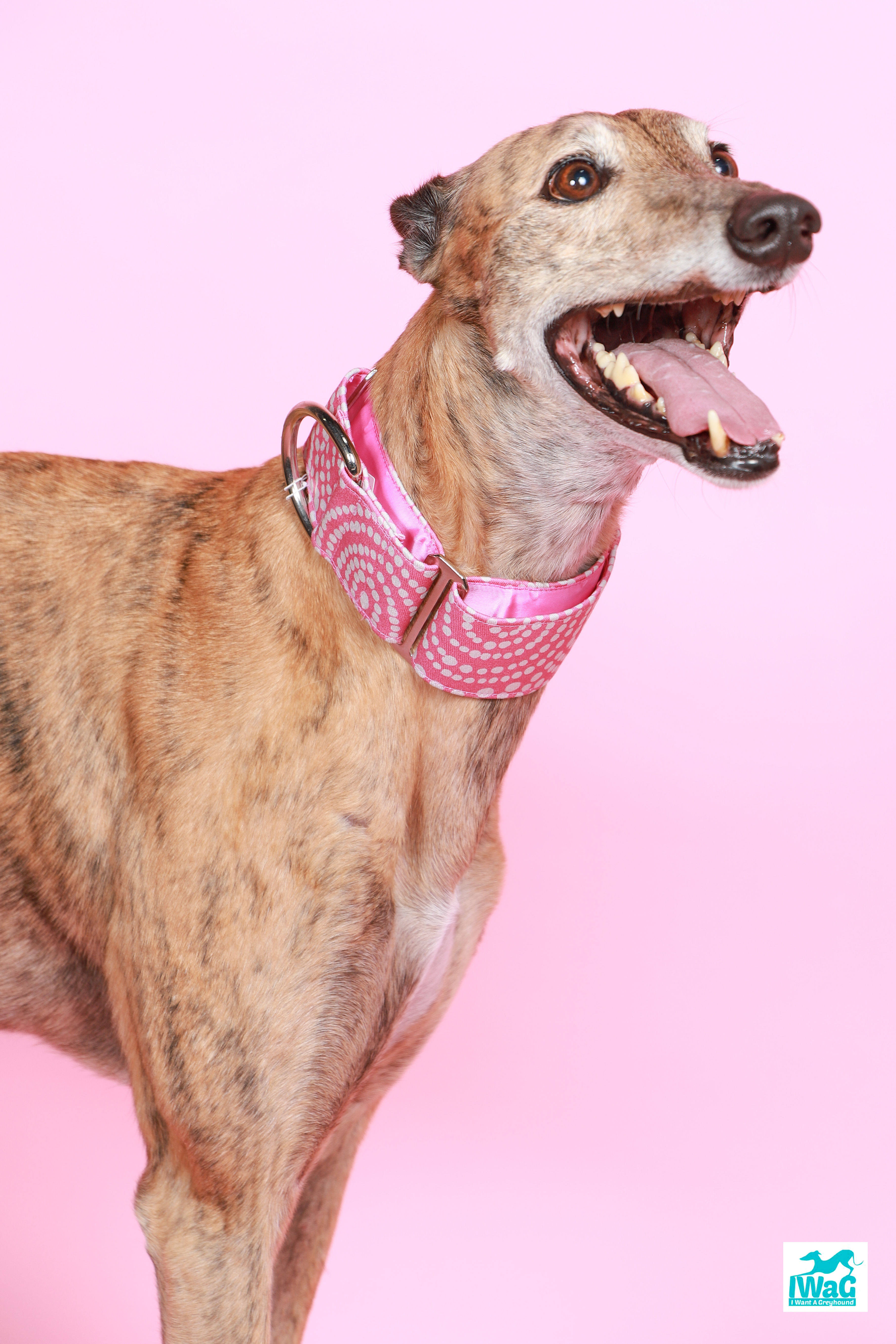 Pink with White Dots Martingale Collar