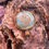 Thumbnail: Angled view of Prehnite Bronze Pendant highlighting the gemstone’s natural inclusions and polished finish.