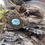 Thumbnail: Wide shot of the Chrysocolla brass pendant resting on driftwood, surrounded by succulents and natural textures.