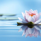 2026 Weekend Agenda 週末共修時間表 (更新于 1/22/2026 Updated on 1/22/2026)