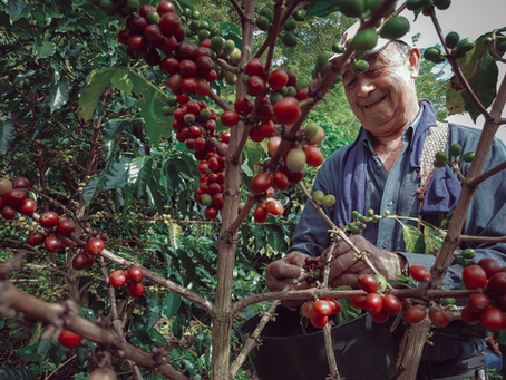 Racafé y su equipo de campo virtual