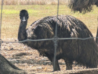 September Bus trip - Emu Heaven