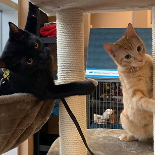 FRED & SIRIUS