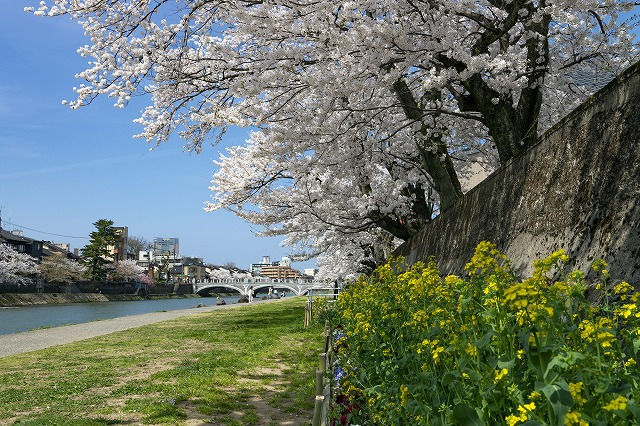 金沢　春の浅野川