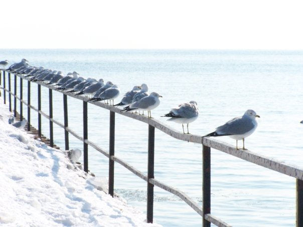 bird 24.jpeg