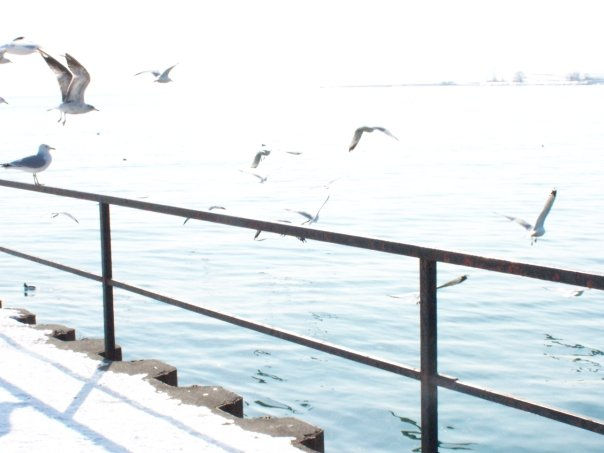 bird 30.jpeg