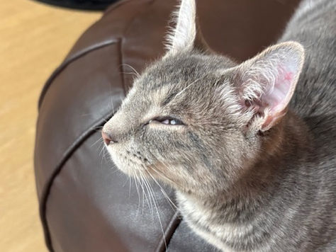 Discovering Buddha Nature in a Cat Café