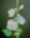 IMG_7457.JPEG