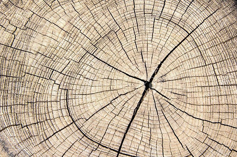 25367209-wood-texture-cut-tree-trunk_edi