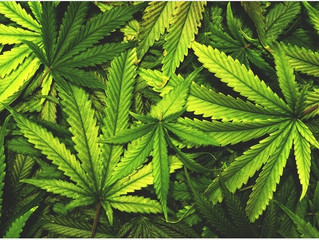 Marijuana- The Great Debate