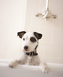Having a Bath