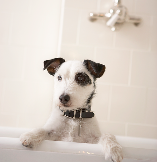 Bath, Dry and Brush Service