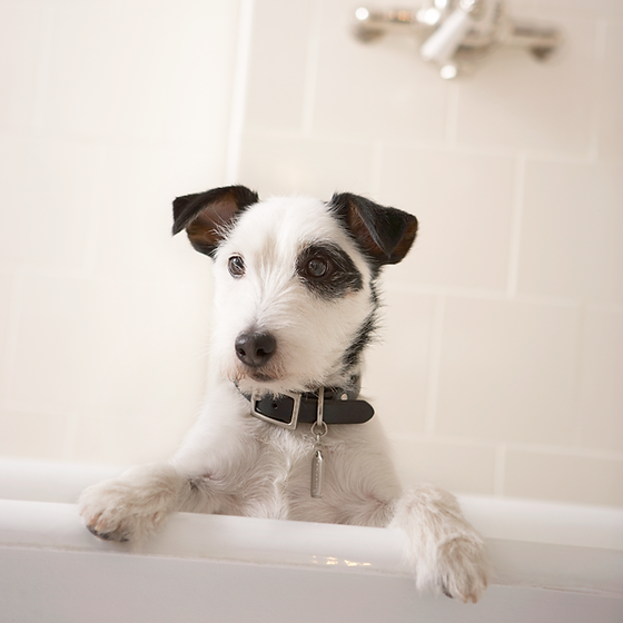 Olive dogs grooming salon clearance