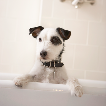 Having a Bath