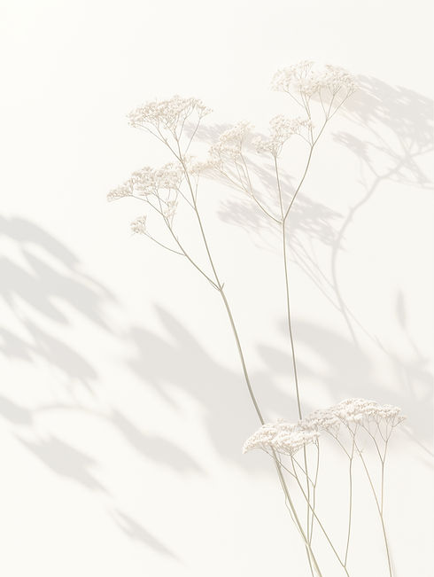 queen anne's lace buttercup .jpg