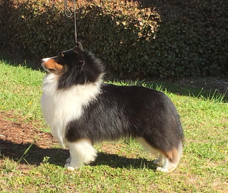 Blue Heaven Shelties Available 2025
