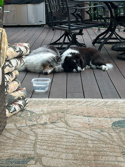 rueben2shelties.jpg