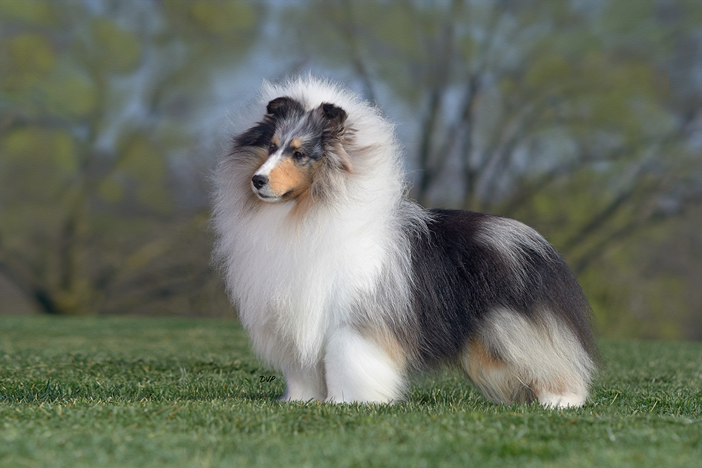 coles fancy feast cat food