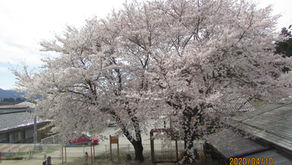 桜の季節♪