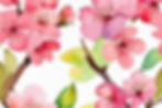 water color spring cherry blossoms, use theme colors.jpg