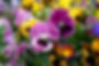 istockphoto-157333715-612x612.jpg