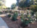 20250709_084019.jpg