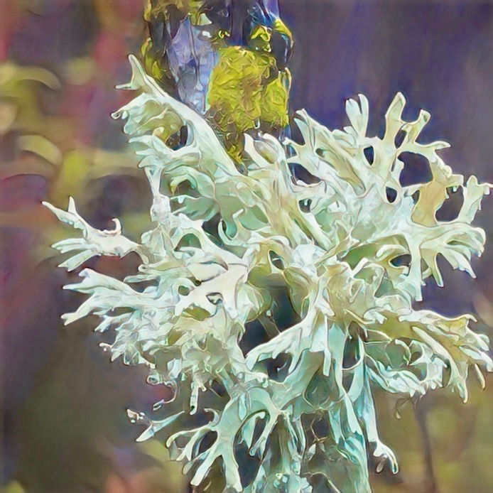 Close up photo of oakmoss. Possesses a texture similar to coral or seaweed. It is light aqua marine green with olive low lights.