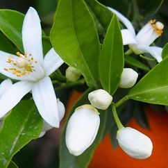 White citrus blossoms and buds among glossy green leaves, with a soft orange background.