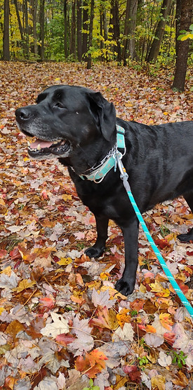 dog walking