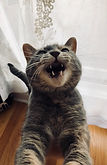 IMG_9334.jpeg