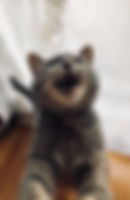 IMG_9334.jpeg