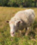 lammas