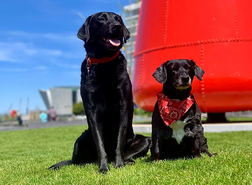 62263028_10156926457495465_8276243632537