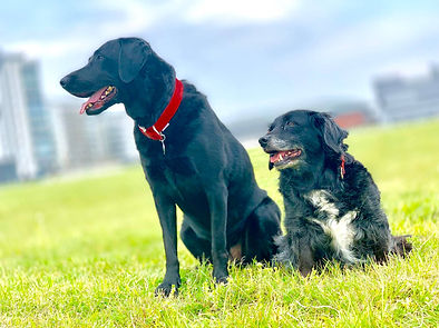 64212203_10156926459650465_4345100074129