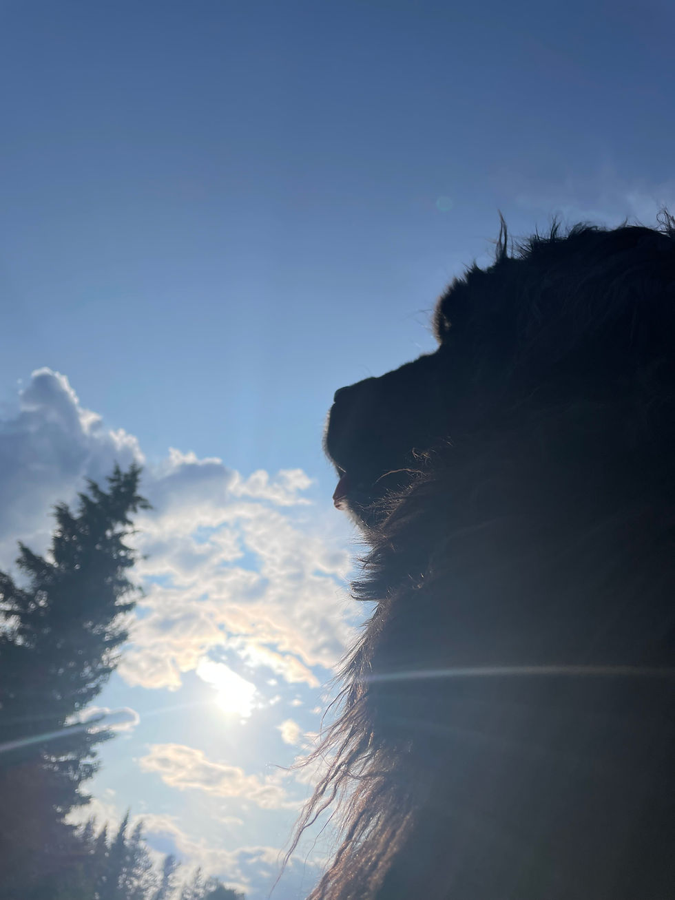 Newfie at outdoor wedding venue near Kalispell, Montana