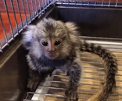 33-1.webp