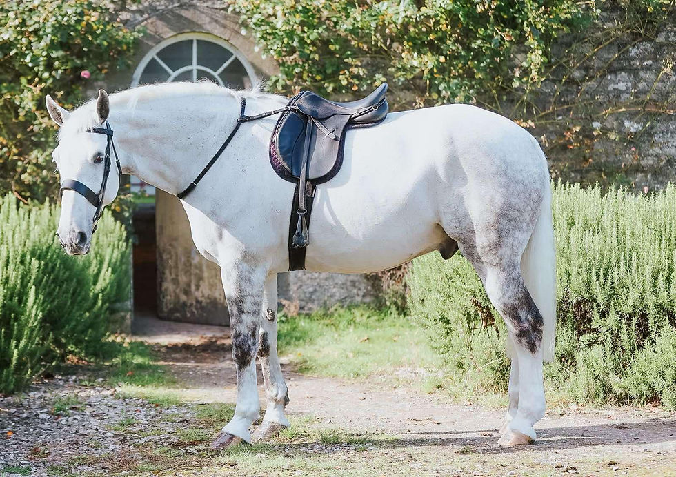 Thumbnail: Eventing Neck Strap