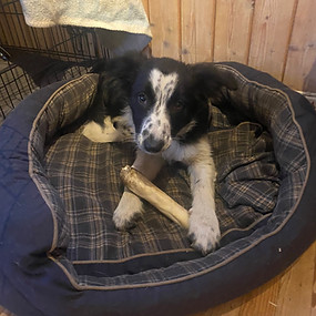 ein gesunder Border Collie Welpe