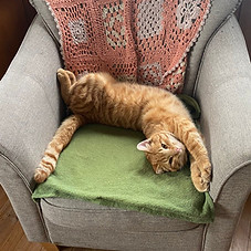Katze streckt sich gemütlich auf Sessel