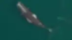 The right whale is seen gear-free in Cape Cod Bay on April 14, 2026 Photo Credit: New England Aquarium, taken under NOAA permit #25739-01