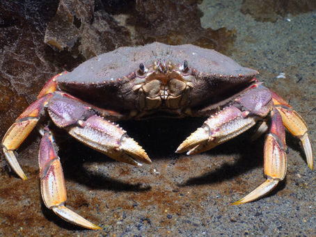 Great success for ropeless gear used for Dungeness crab fishery!