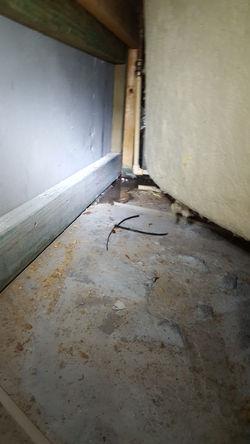 Window Water Leak. The water leak detectors, leak detection, leak detection company, leak detection