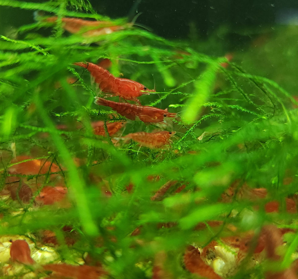 Cull Feeder Shrimp Mysite