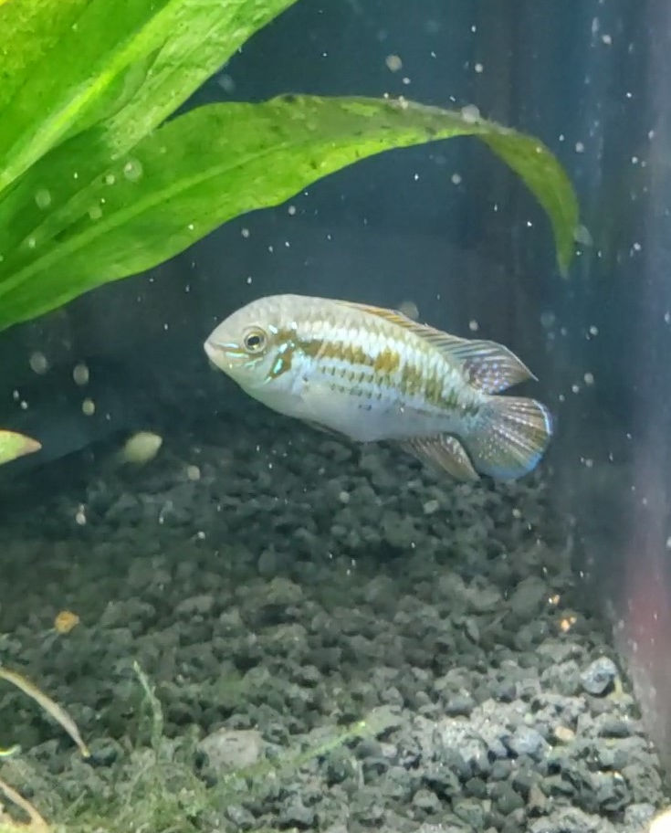 Araguaia Dwarf Acara with vibrant colors and compact body swimming in freshwater | Prestige Aquatics